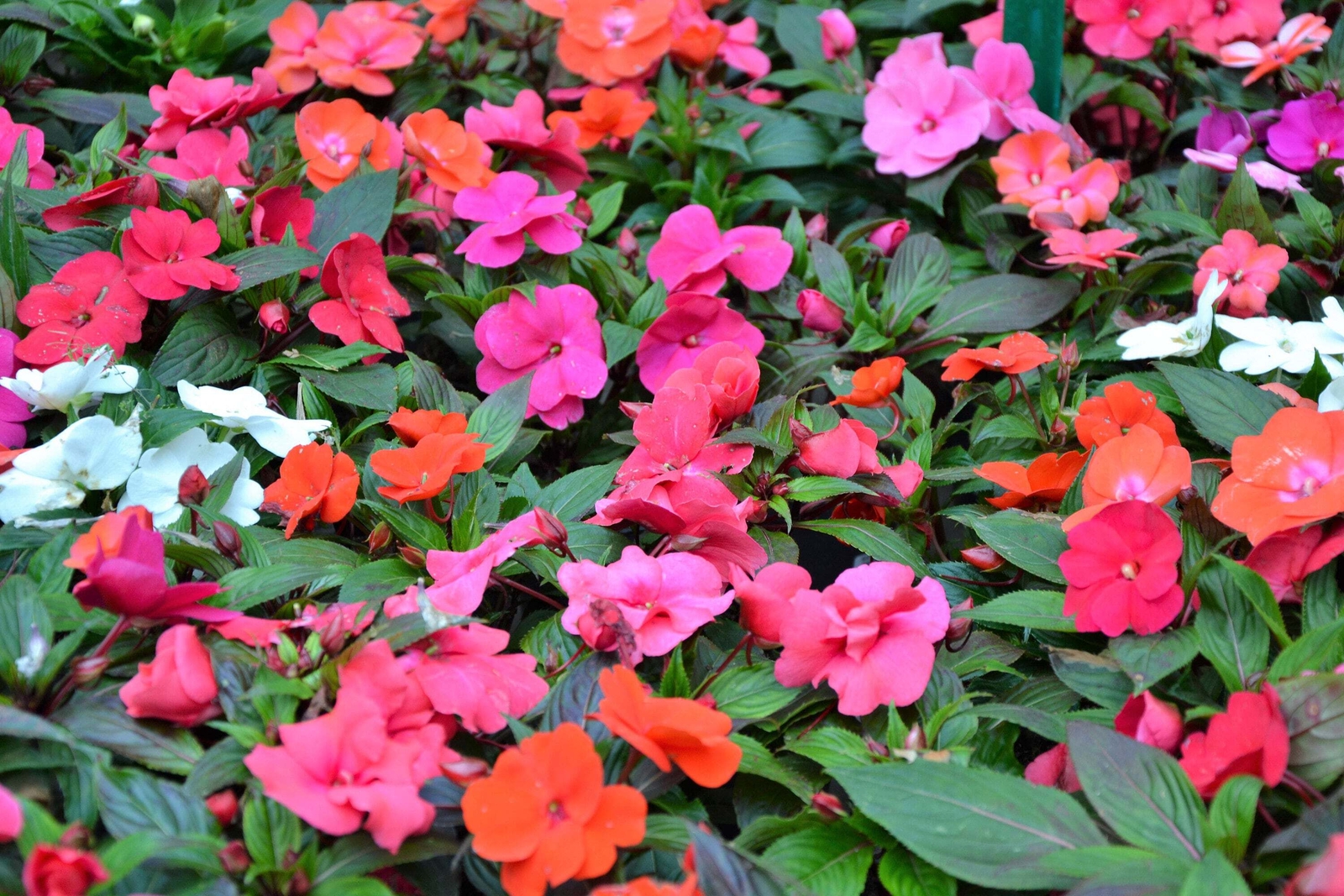 50 MIXED COLORS DWARF IMPATIENS Walleriana Red Pink Orange Shade Flower Seeds