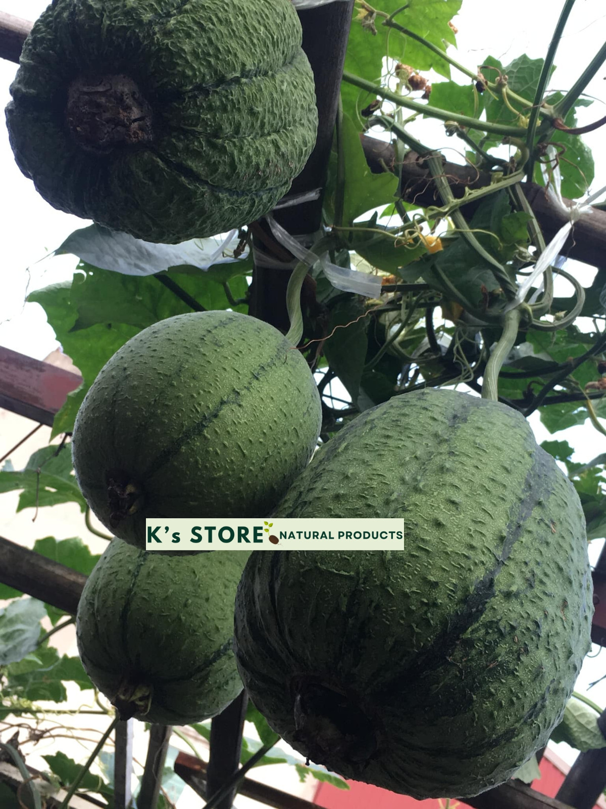 Taiwan APPLE LUFFA Hybrid Seeds; 蘋果絲瓜 very sweet can be eaten raw; from 農友種苗