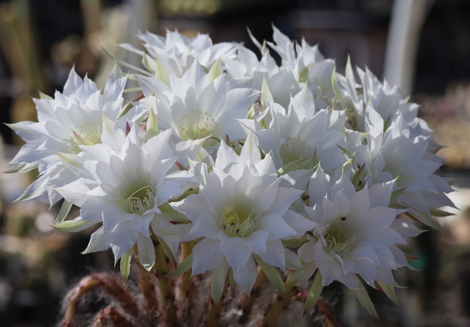 Echinopsis subdenudata