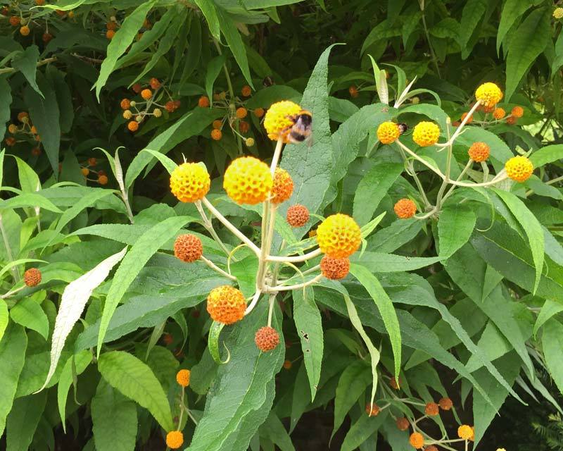 Buddleia globosa Golden Ball Butterfly Bush RARE 20 seeds