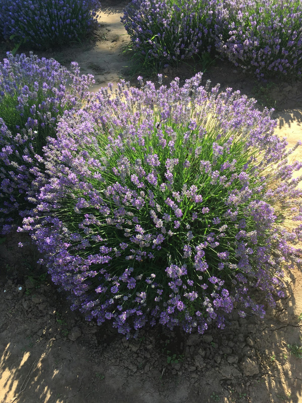 English Lavender Seeds Vera Heirloom Non-GMO Lavandula angustifolia Fragrant