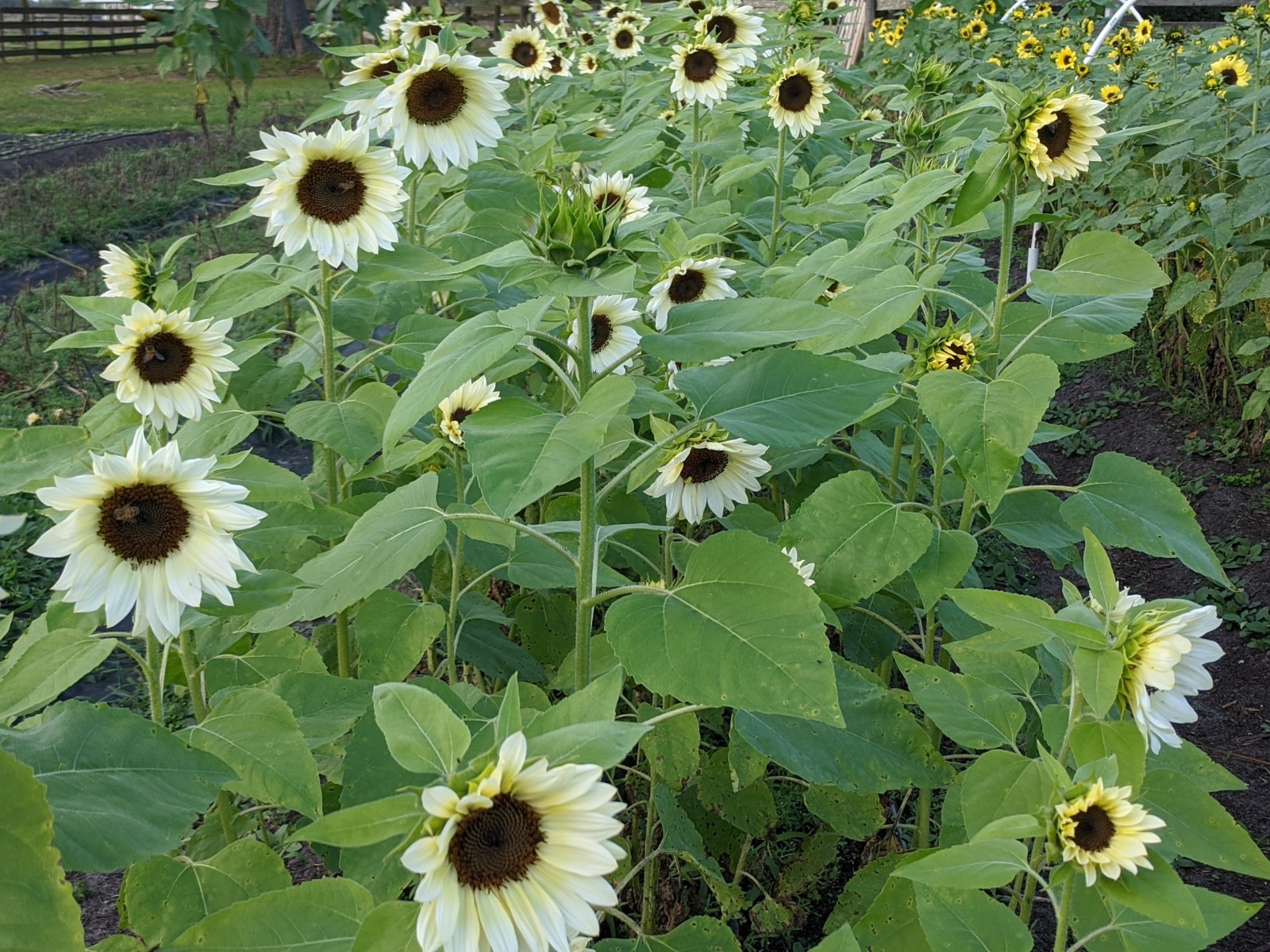 20 ProCut WHITE NITE SUNFLOWER SEEDS, Annual, Non GMO, Unique White Color