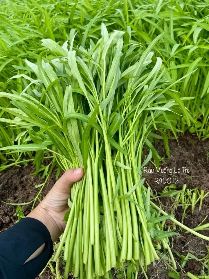 Hat Giong Rau Muong La Tre – Water Spinach Seeds – Kangkong Ongchoy -US Seller