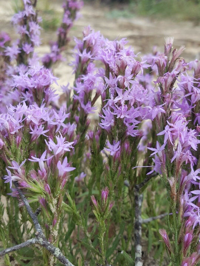 25+ Chapman’s Blazing Star Seeds | Liatris Chapmanii | Florida Native Flower