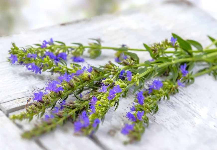 Blue Hyssop Seeds | Hyssopus Officinalis Flower Therapy Medicinal Herb Seed 2024