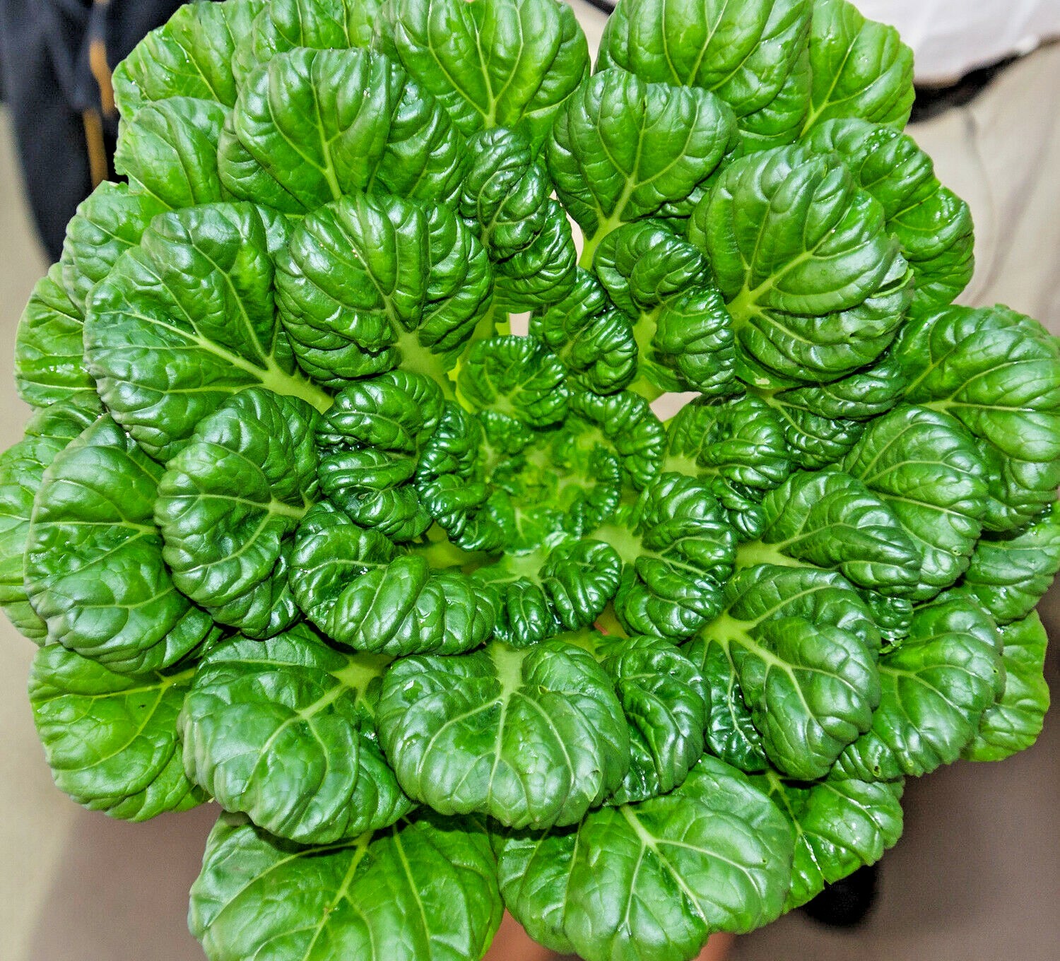 601+TAT SOI Cabbage Seeds Organic Spring Fall Vegetable Garden Containers Asian
