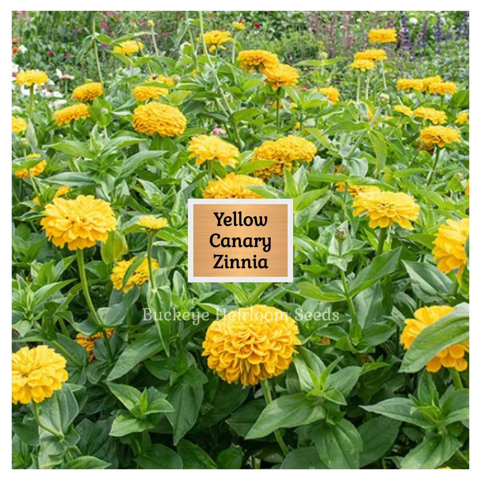 Zinnia | Canary Bird | 100 Seeds | Easy to Grow | Non GMO (Zinnia elegans)