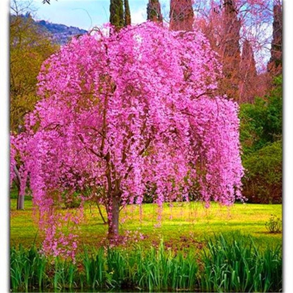 (10) WEEPING SAKURA CHERRY TREE SEEDS rare exotic flower USA SELLER W/TRACK