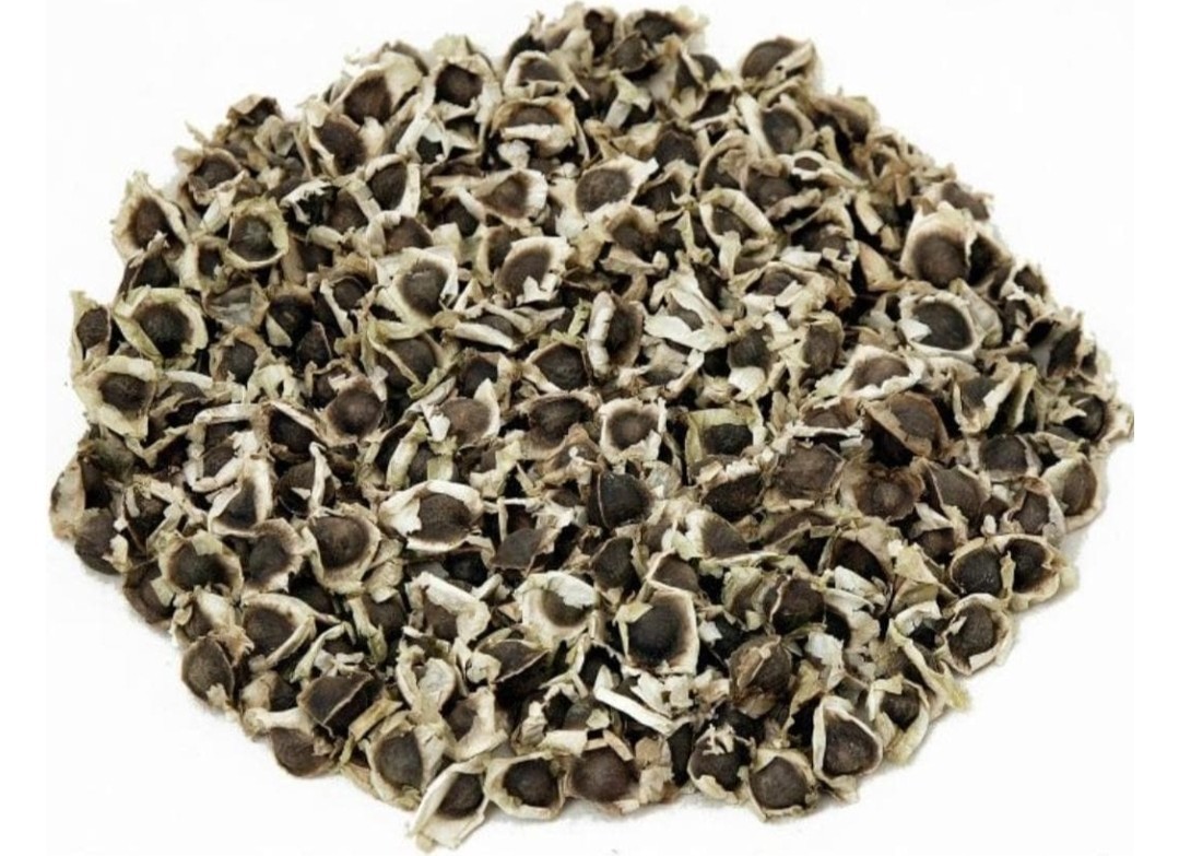 PKM-1 Moringa Oleifera Seeds (30) High Germination, Fast-Growing Drumstick Tree