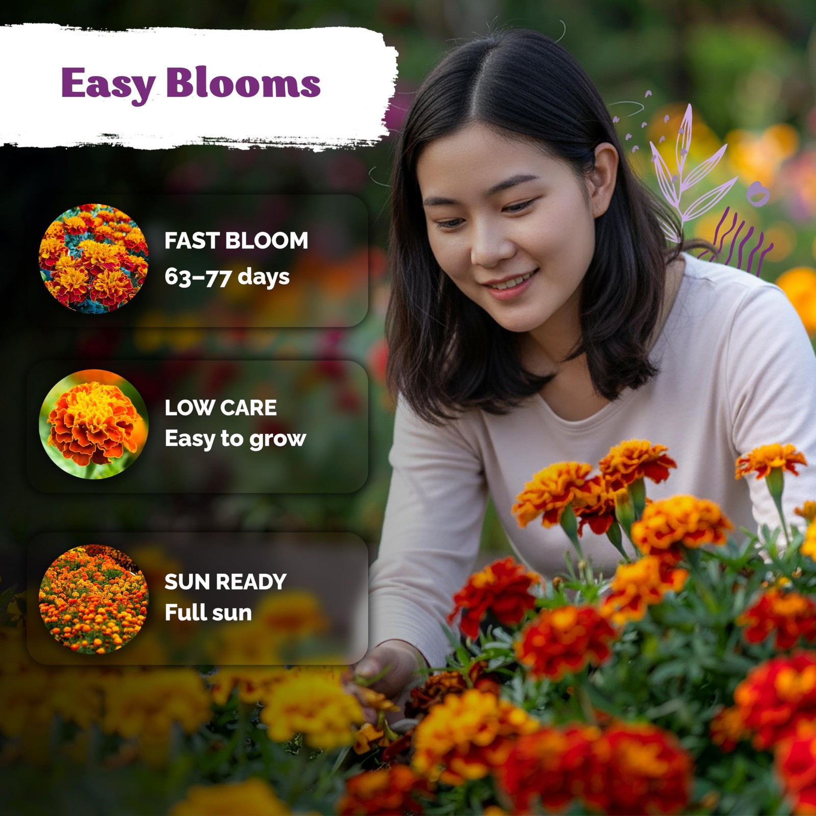 KVITER 1,000 French Marigold Seeds, Sparky Mix (Tagetes Patula), 2 Pack