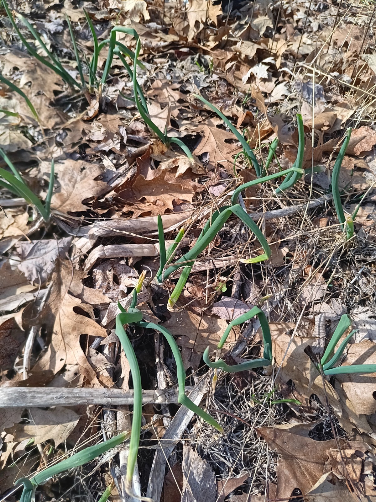 Michigan Grown Egyptian Walking Onions – Bunch of 6