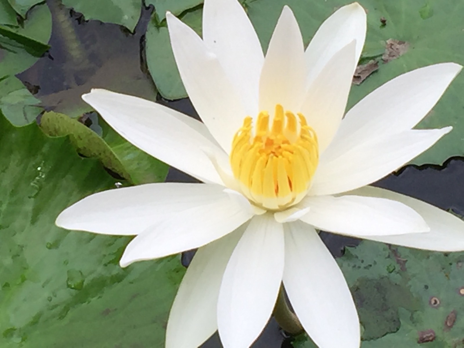 Fancy matured perennial water lilies for $45, yellow
