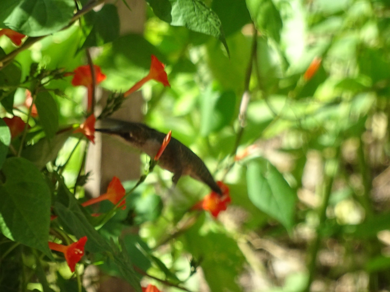Native Morning Glory Ipomoea Coccinea ORANGE NOAH Hummingbird Vine Seeds 2023