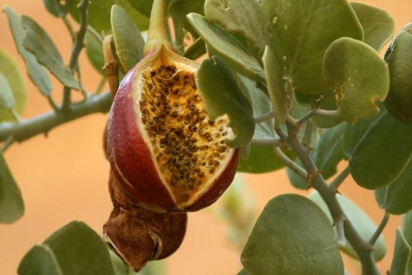 Capparis spinosa | Caper Bush | Flinders Rose | 100 Seeds