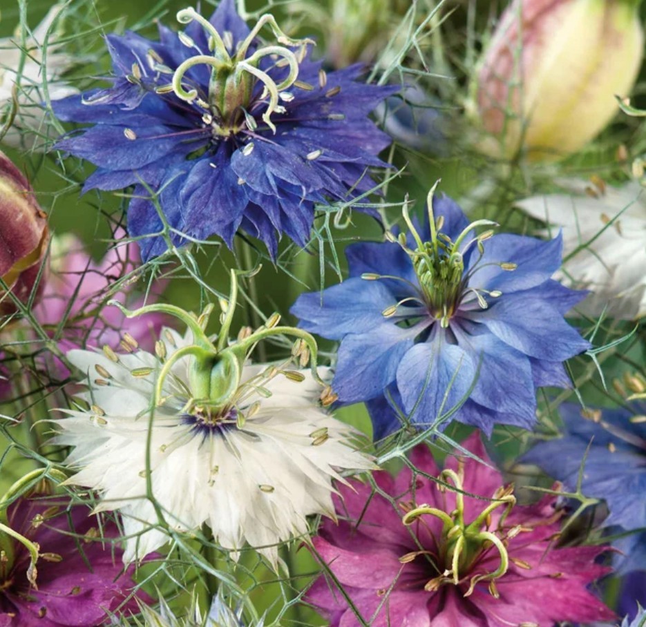 250+ Miss Jekyll Love In A Mist Seeds **Fresh Seeds* ~~Free Shipping~~
