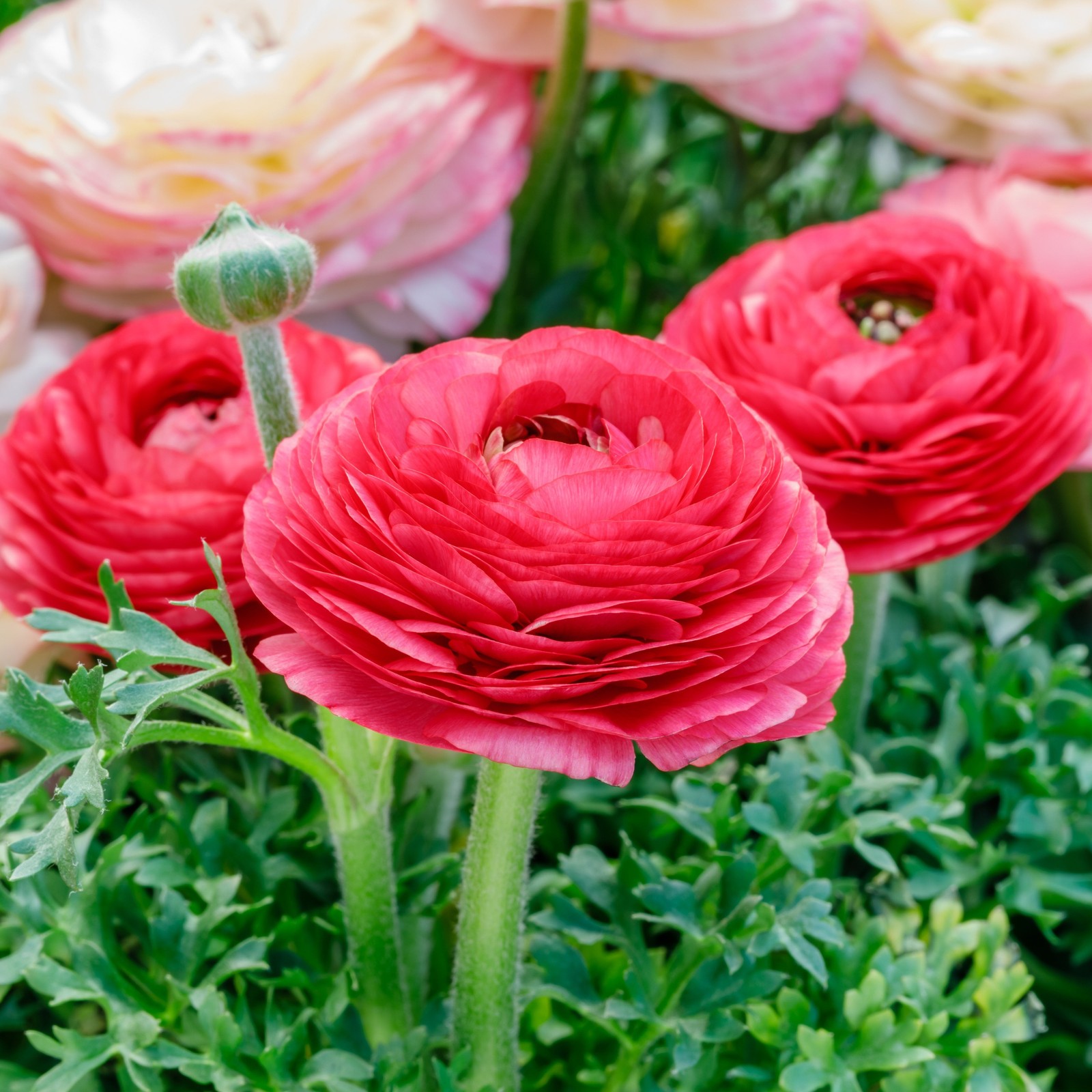 Easy to Grow Ranunculus Buttercup Rose 10 Plant Bulbs, Spring Flowers