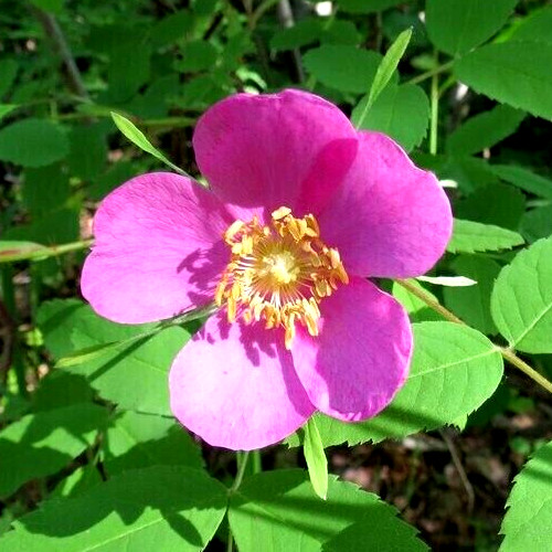 Alaska Wild Rose Flower – Rosa acicularis – 100+ Seeds – Rose Jam – From Denali