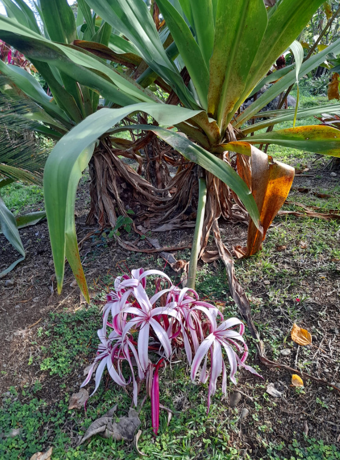 Live Red and White Crinum Lily Bulbs – 1 Count – Flowering Bulb