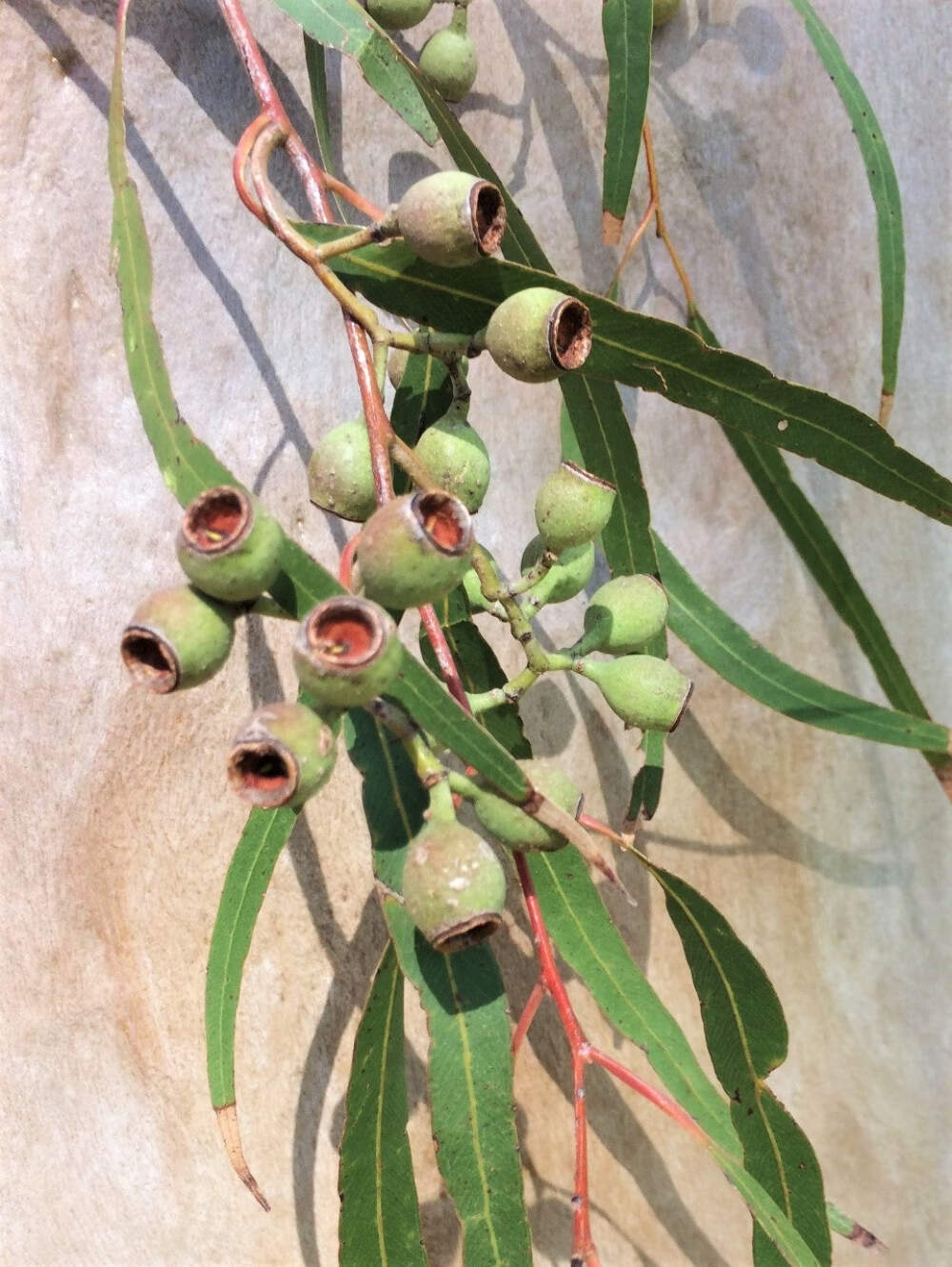 50 LEMON SCENTED EUCALYPTUS Citriodora Tree Lemon Bush Spotted Gum Flower Seeds