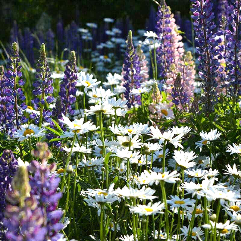 1000+ Annuals & Perennials WildFlower Mix Heirloom Pollinator Non-GMO Fresh Seed