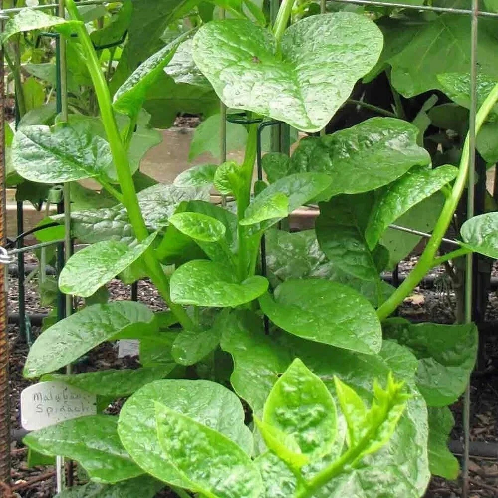 Malabar Spinach, Basella Alba, Pui Shaak, পুঁই শাক – Thick Leaves – 100 Seeds