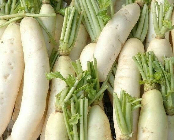 Daikon Radish Seeds 200 Ct Japanese Minowase Vegetable NON-GMO USA FREE SHIPPING