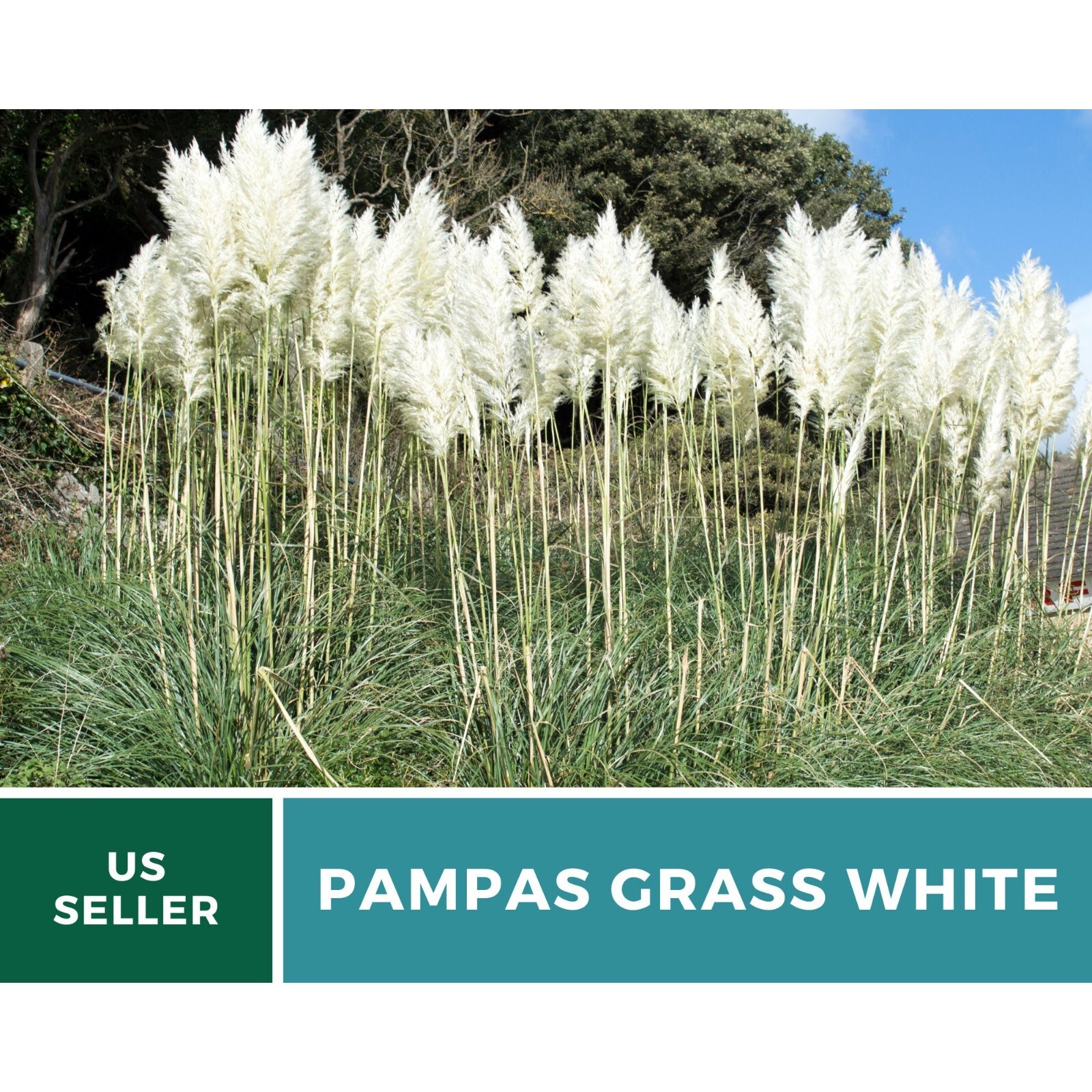 Pampas Grass, White – 100 Seeds – Heirloom Ornamental Grass – Elegant and Airy
