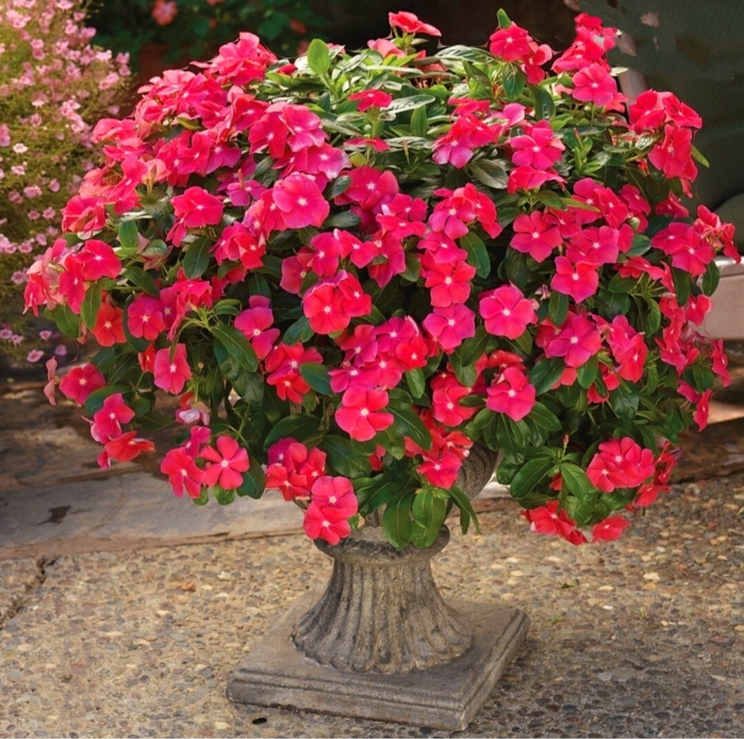 1200 Periwinkle Seeds Madagascar Mix Perennial Flowers – Catharanthus roseus