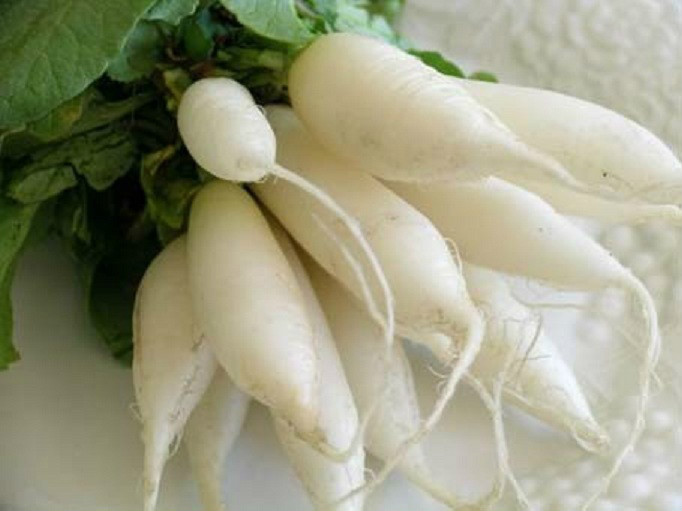 1,500 White Icicle Radish Seeds 30 days