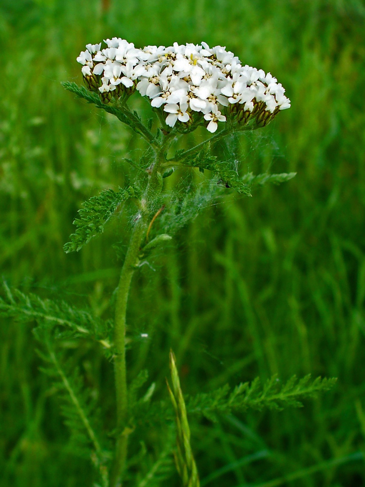White Yarrow Seeds – Achillea millefolium – Medicinal – Mosquito Repellant
