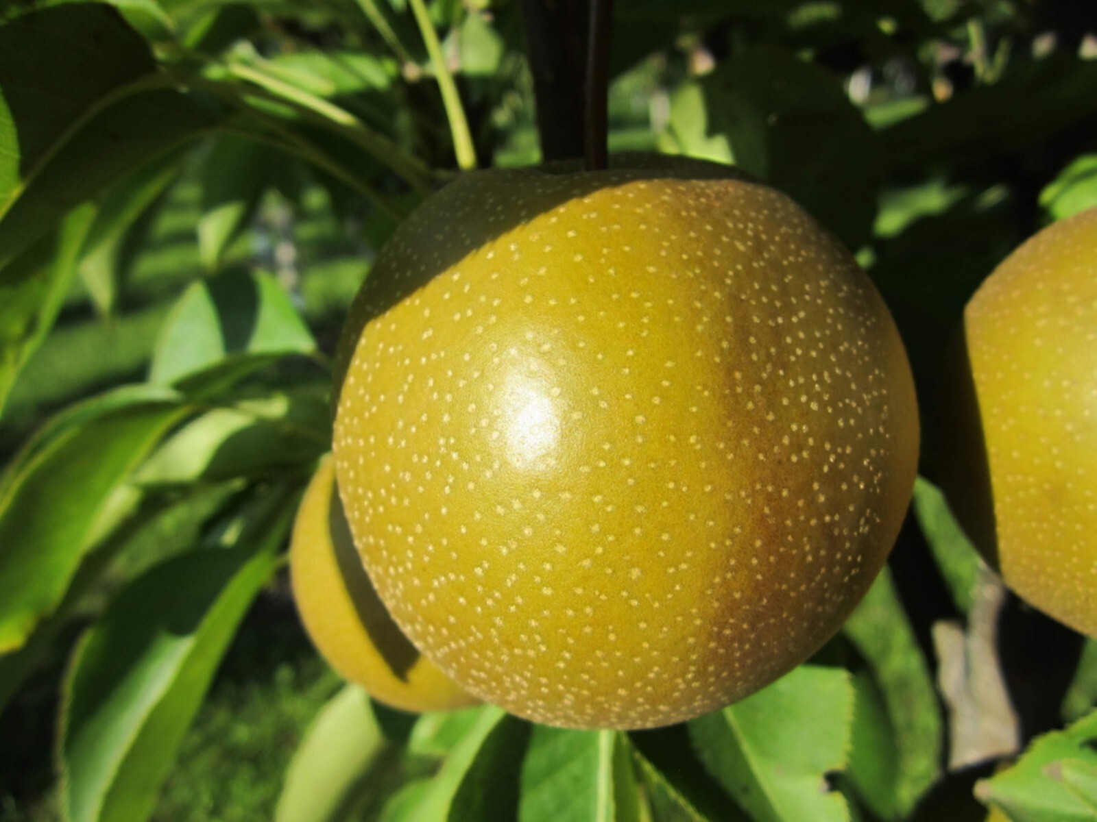 4-5 ft tall Korean Giant Asian Pear Tree, grafted plant, bare root