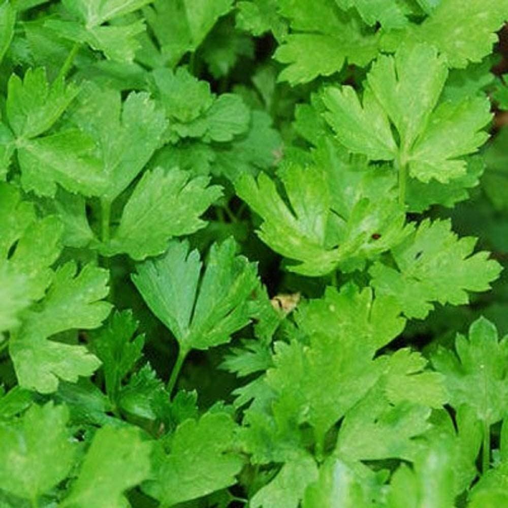 Parsley Herb Seeds, Forest Green Parsley Seeds,”COOL BEANS N SPROUTS” Brand. Her