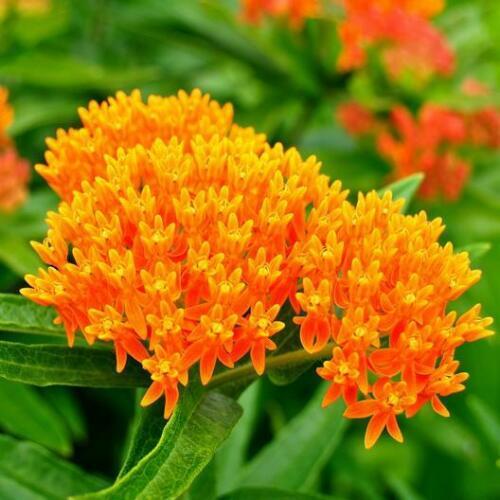 MILKWEED MIX DELUXE Perennials Monarch Butterfly Host Plant Non-GMO 100 Seeds!