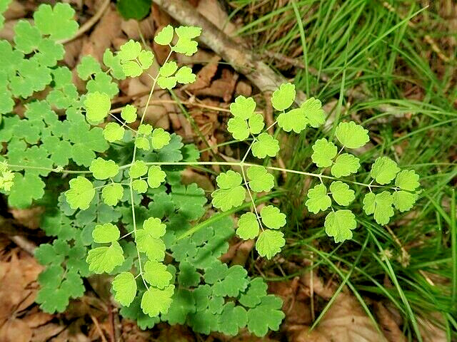 Foamy meadowrue 30 seeds, Thalictrum Isopyroides, hardy perennial yellow flowers