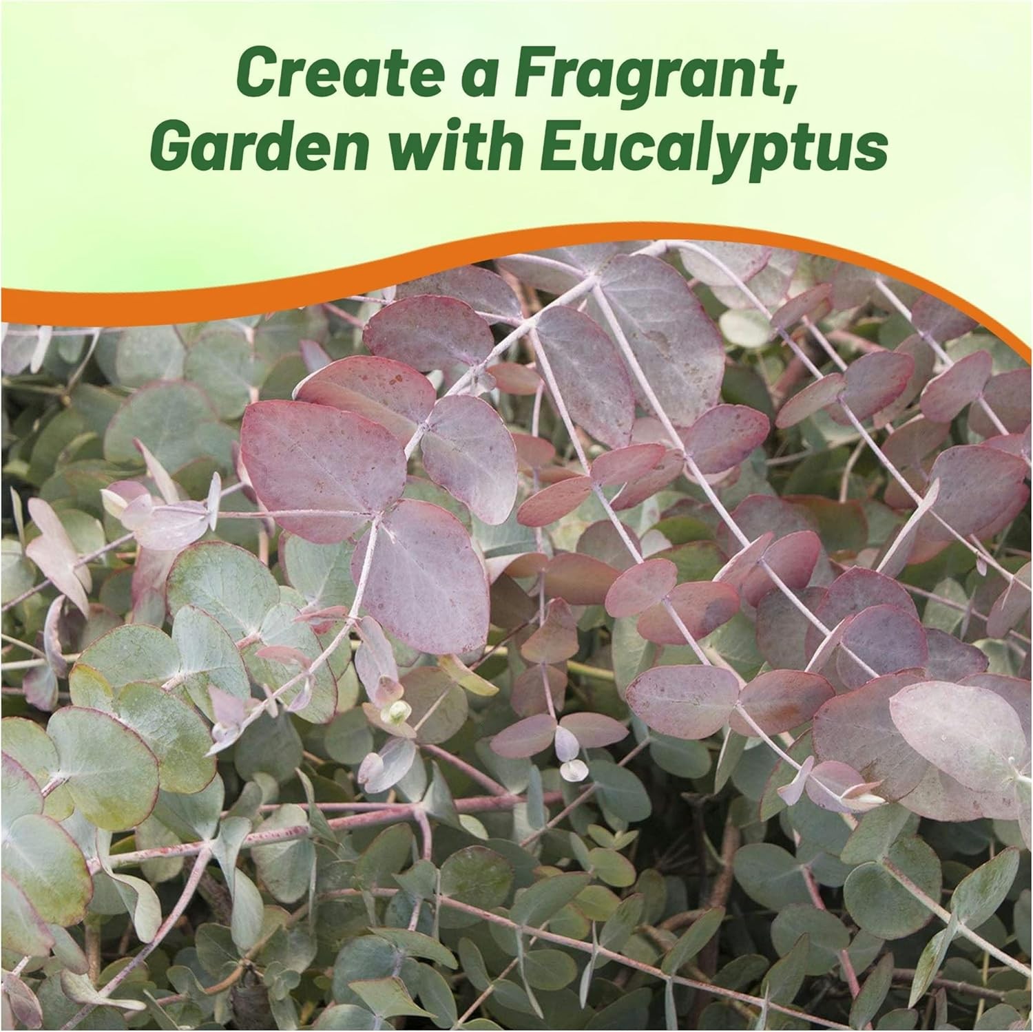 50 Seeds Eucalyptus Seeds – Eucalyptus Cinerea Silver Dollar Seed