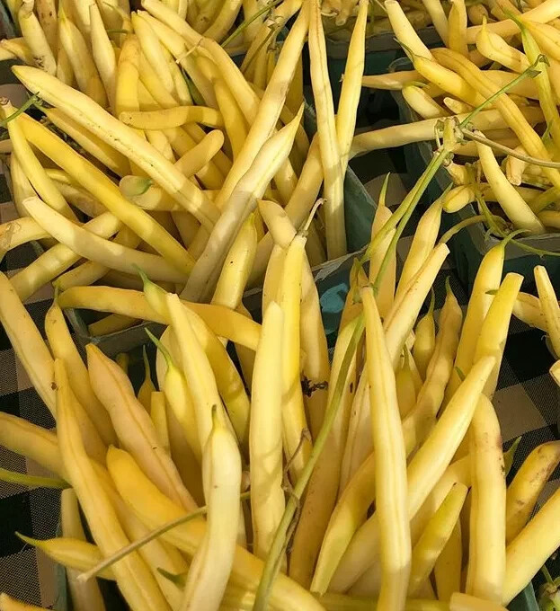 Bean Gold Rush -Yellow / Green Provider-Valentine-French Garden Bush/Organic