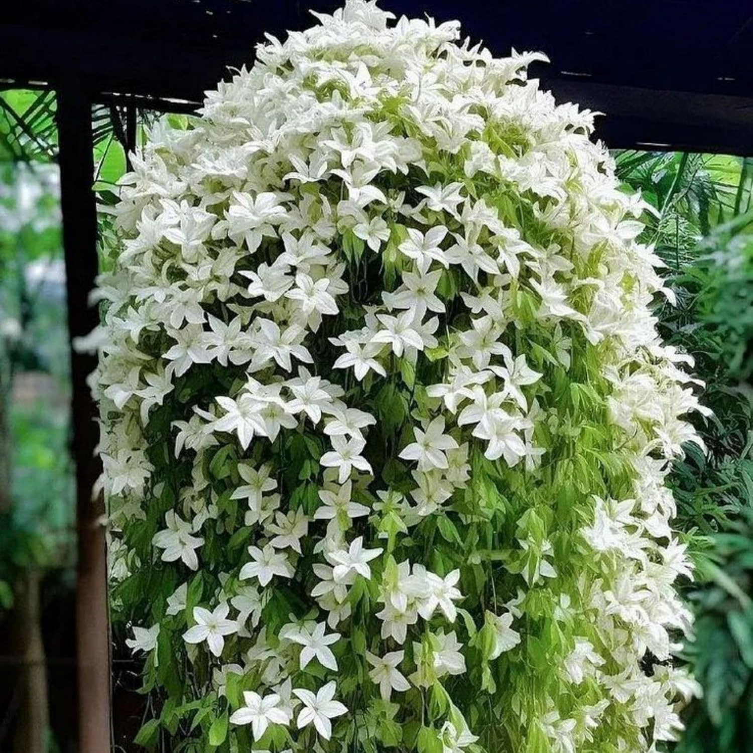 400+ Jasmine Seeds Climbing Fragrant Flower Four Seasons Garden Plant