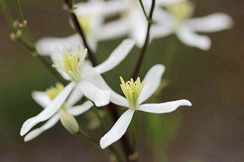 Clematis recta | Upright Clematis | Ground Virginsbower | 10 Seeds