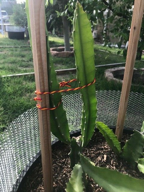 ULTRA RARE Desert King Dragon Fruit 12″ (1)+Frankie Red 12″(1) flesh cutting