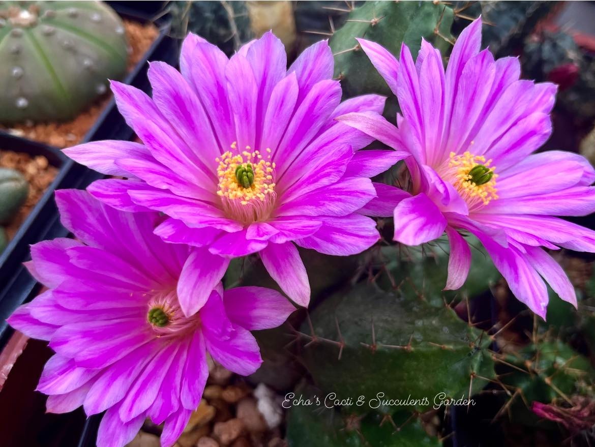 Seed- Echinocereus knippelianus x moriccalii 25-100 seeds (2026)
