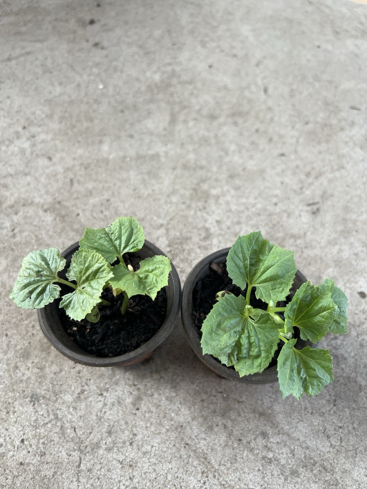 2 Pots BitterMelon Starter Live Plant 5” Ready To Plant