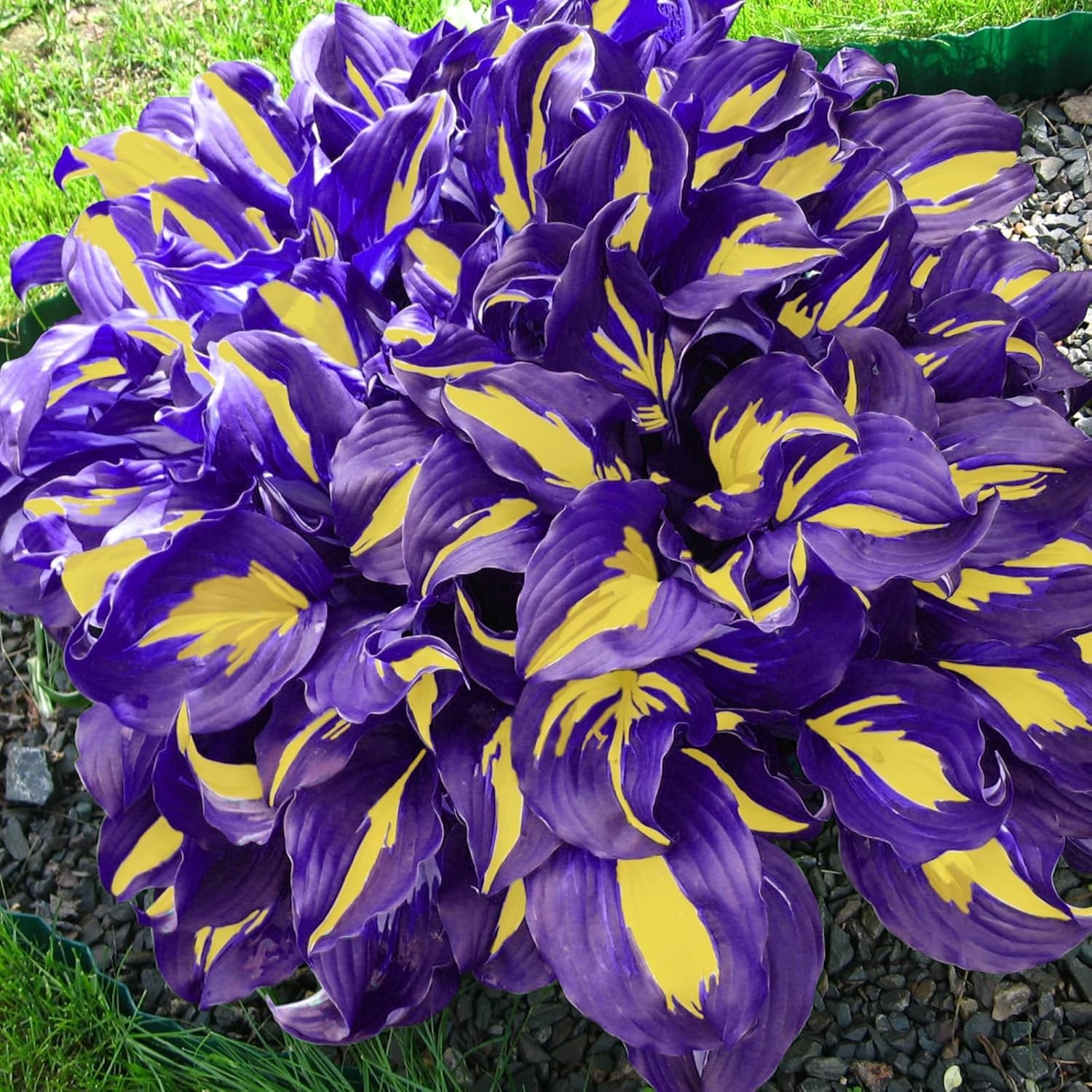 Hosta Seeds – 100+ Yellow Purple Hosta Plants Seeds for Planting Outdoor