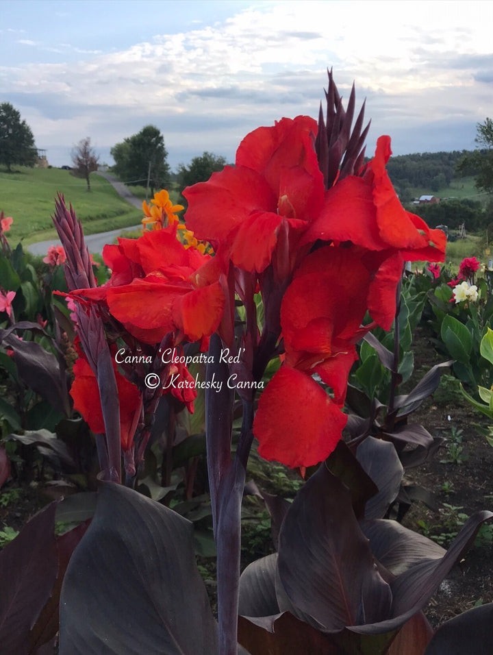 Canna Lily Bulb Very Large Multiple Points Of Growth Red Flowers Purple Leaves
