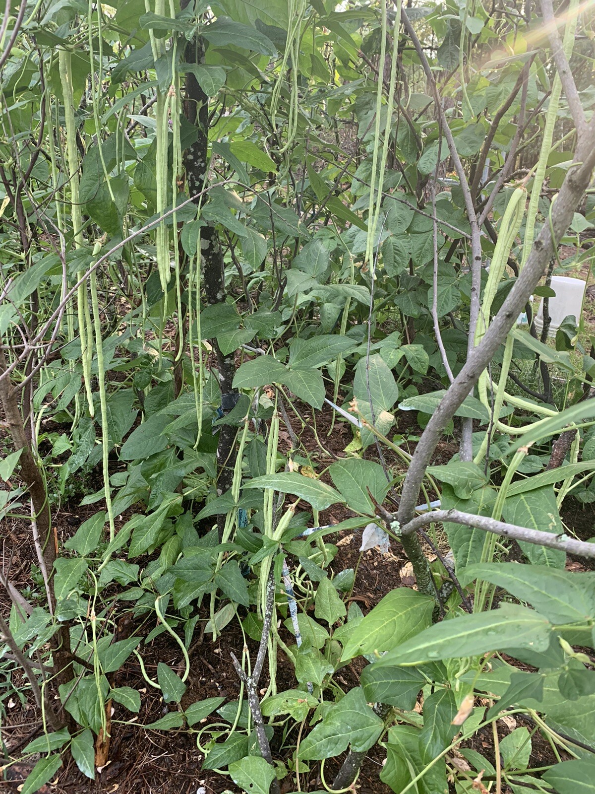 25 Long Bean Seeds  organic 2024 Summer Fresh Non-GMO