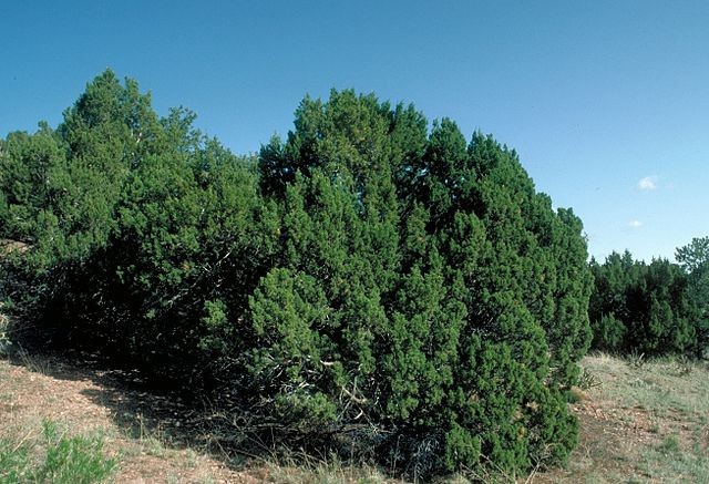 Juniperus Monosperma 10 Seeds Free Shipping!