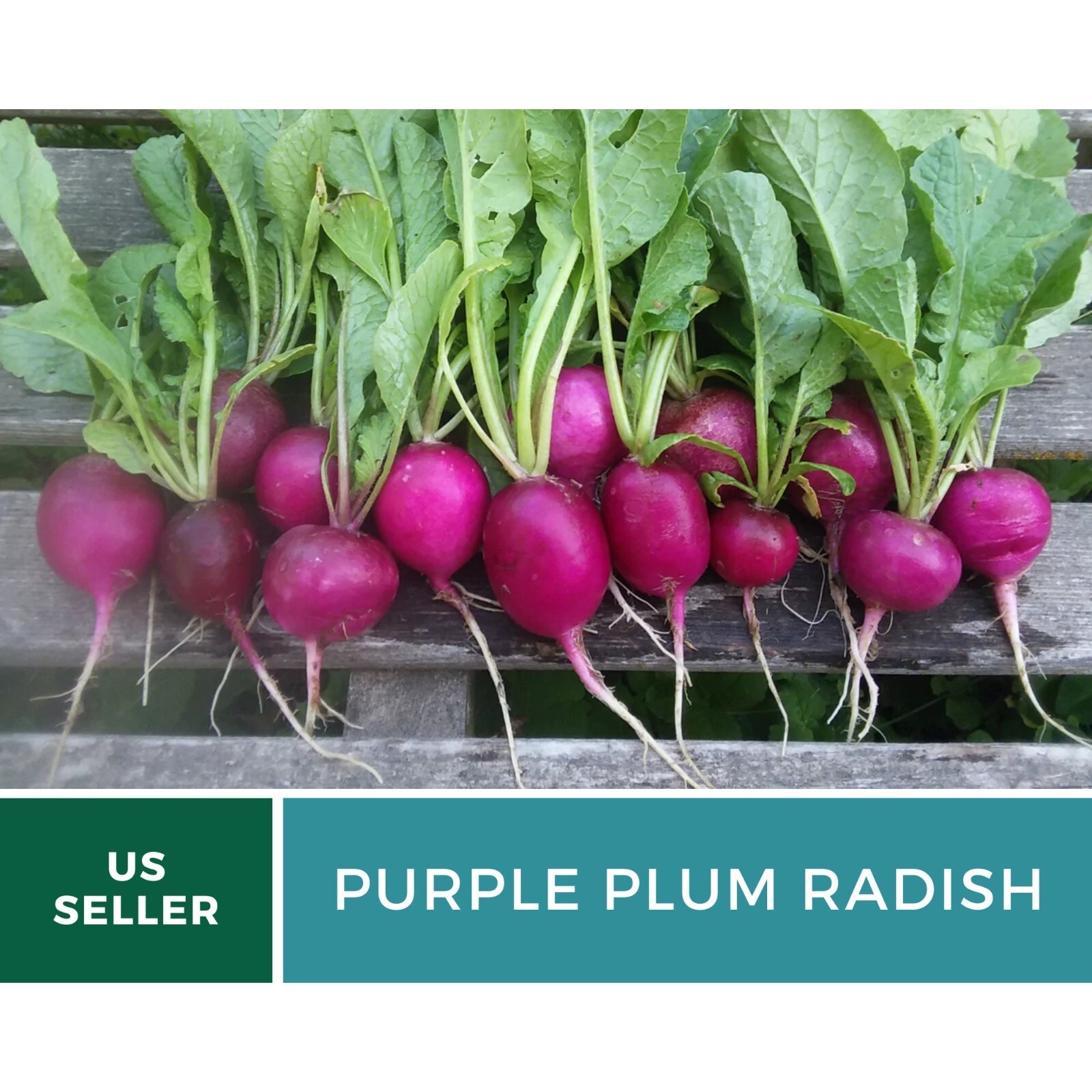 Radish, Purple Plum – 250 Seeds – Heirloom – GMO Free – Sow Spring or Late Summe