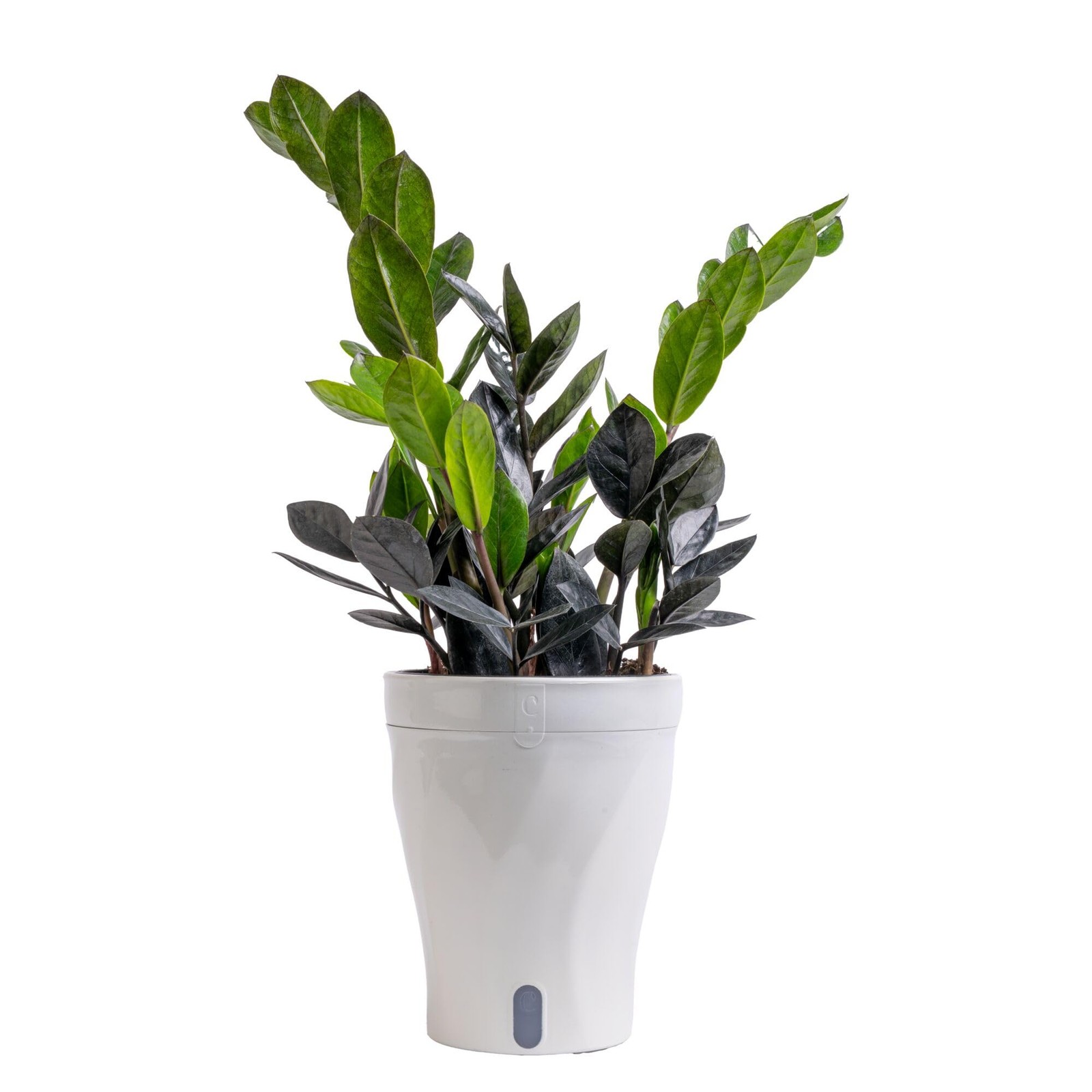 Costa Farms Everlasting ZZ Live Plant in Self Watering Pot, Easy to Maintain,…