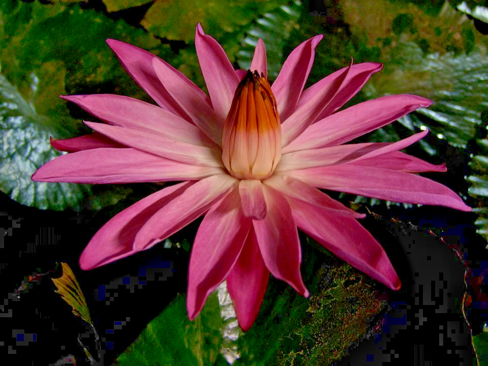 10 HAIRY WATER LILY SEEDS – Nymphaea pubescens