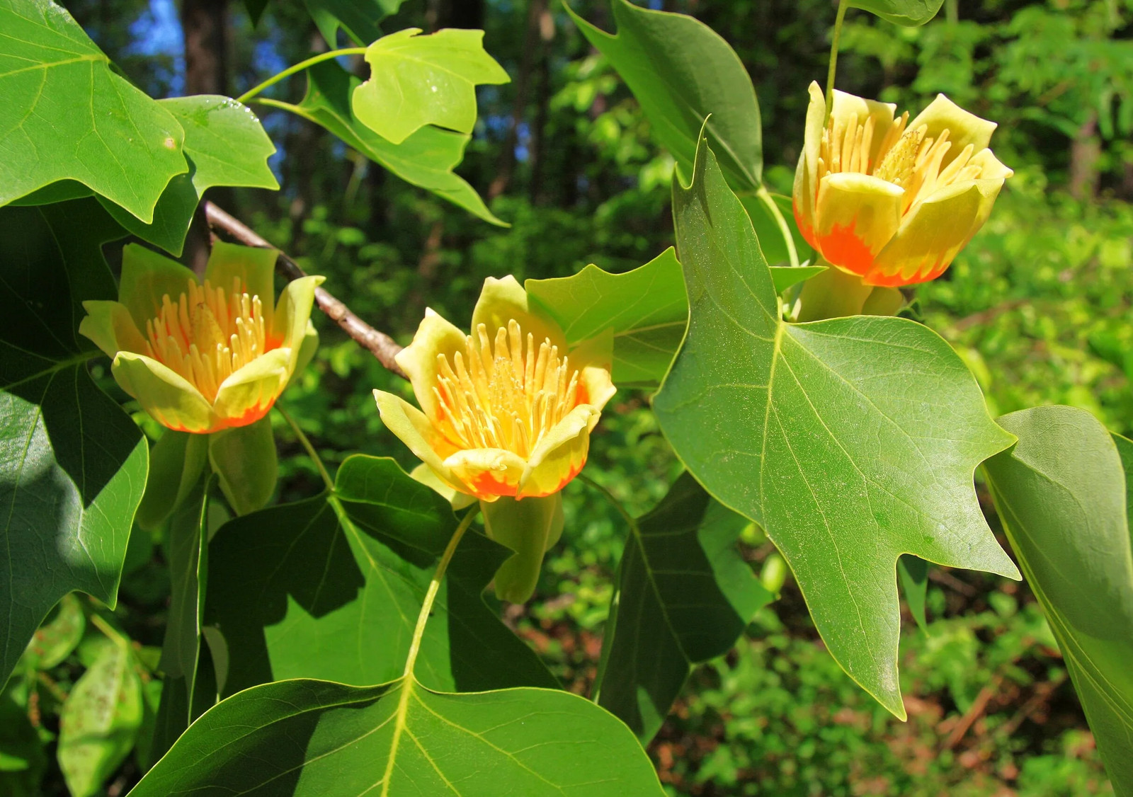 Tulip Poplar Tree Seeds – For 2026 Planting Tallest Fast Growing Flowering