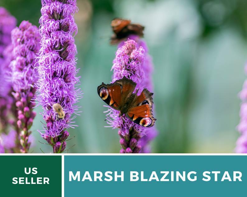 Blazing Star, Marsh – 150 Seeds, Heirloom Flower (Liatris spicata)